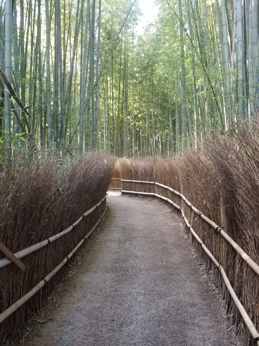 Bamboo grove walkway — FotoVenture Japan